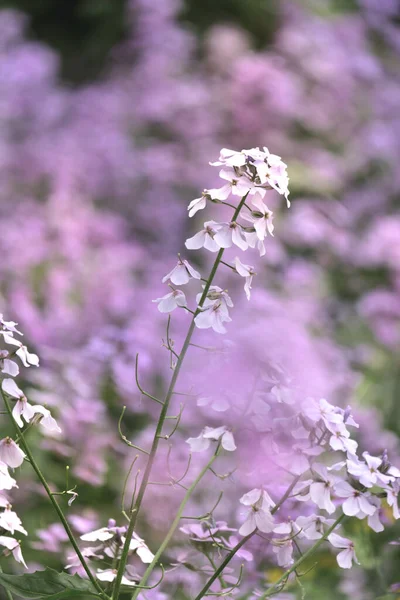 Flores Púrpuras Campo Verano — Foto de Stock