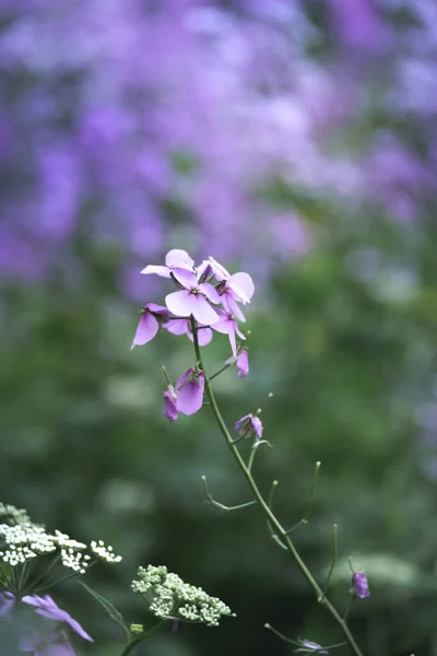 Purple Flowers Summer Field — Stock Photo, Image