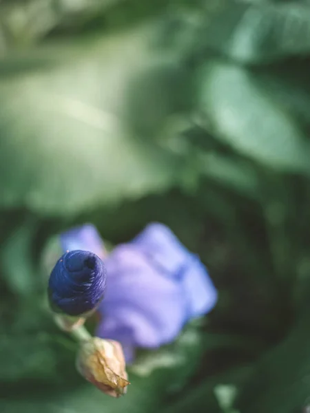 Brote Iris Púrpura — Foto de Stock