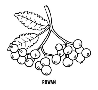 Rowan şube, çocuklar için boyama kitabı