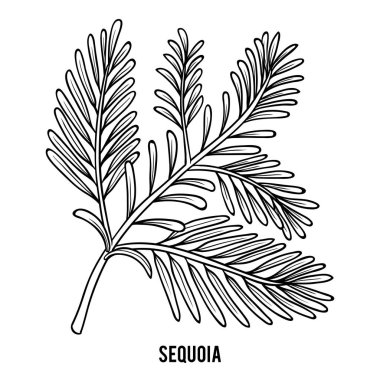 Sequoia, çocuklar için boyama kitabı