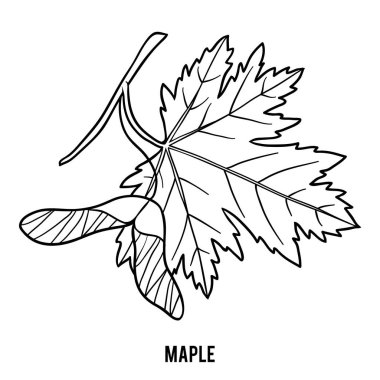 Coloring book for children, Maple leaf clipart