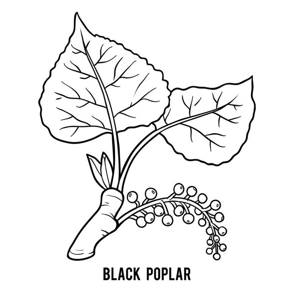 Coloring book for children, Black poplar branch
