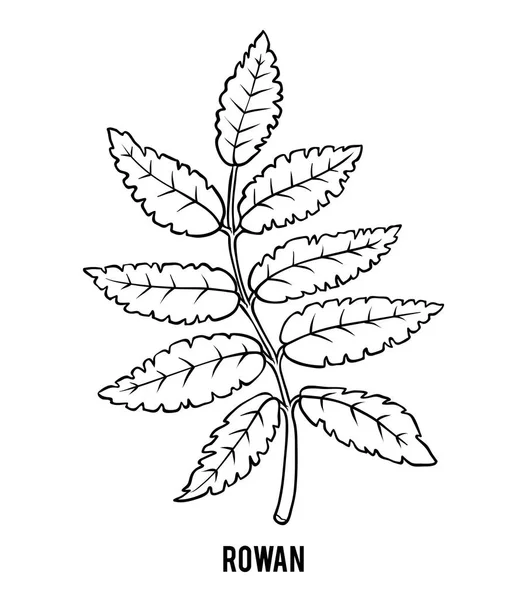 Βιβλίο Σελίδες Χρωματισμού Για Παιδιά Rowan Υποκατάστημα — Διανυσματικό Αρχείο