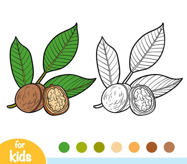 Libro Para Colorear Para Niños Rama Nueces — Vector de stock