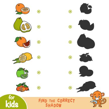 Doğru gölge, eğitim çocuklar için oyun bulmak. Cartroon narenciye ayarla - portakal, greyfurt, Pomelo, Kamkat, kireç, limon, mandalina