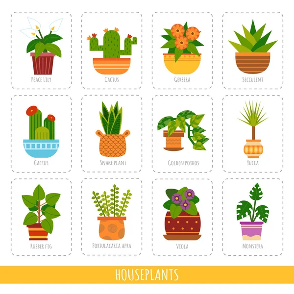 Colección de dibujos animados de las plantas de interior. Conjunto vectorial de tarjetas de colores para el aprendizaje de especies de plantas — Vector de stock