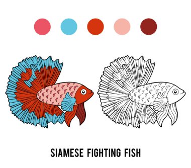 Coloring book, Siamese fighting fish clipart