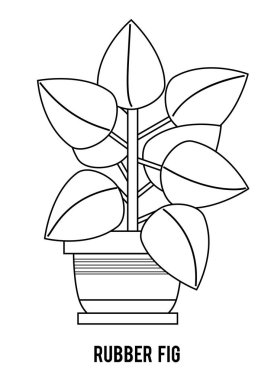 Boyama kitabı. Houseplants, Kauçuk incir Karikatür koleksiyonu