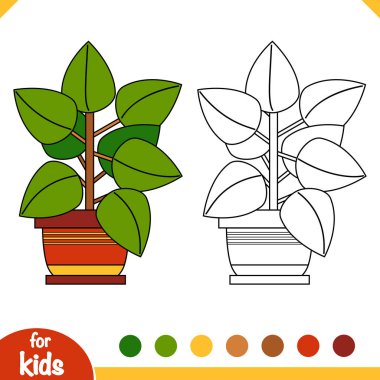 Boyama kitabı. Houseplants, Kauçuk incir Karikatür koleksiyonu