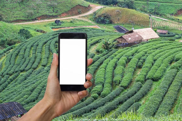 Hand holding black smartphone with white screen for mock up on Tea Plantation or tea farm.