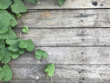 Ahşap desen doku arka plan ile yeşil bırakın. Dekorasyon için kopya alanı öğesi ile eski ahşap tahta.