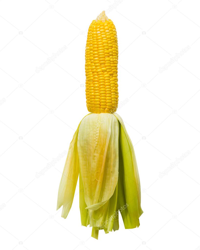 Raw sweet corn isolated on white background include clipping path.