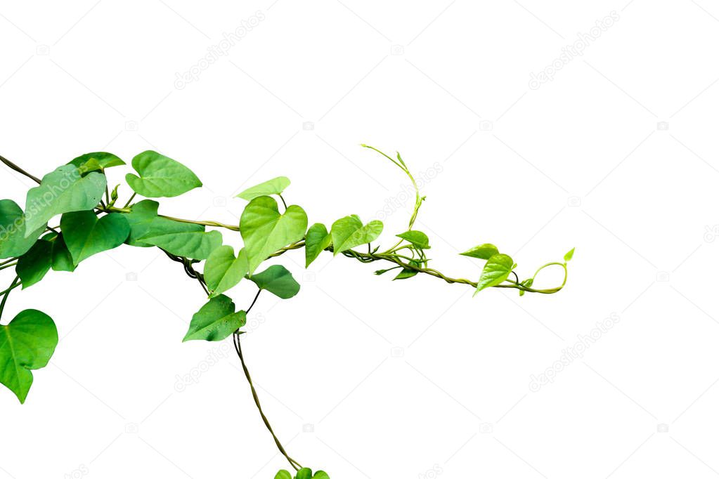 Heart shaped green leaves vine isolated on white background. Carefully cutout and insert clipping path.