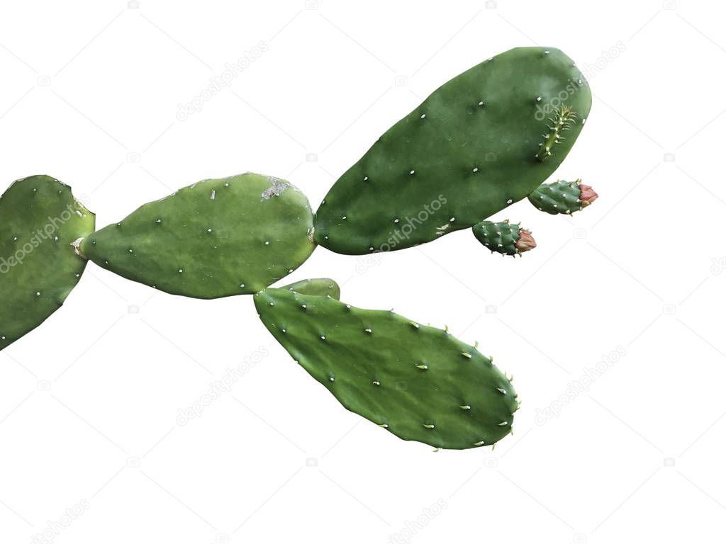 Cropped of cactus tree or succulent plant isolated on white back