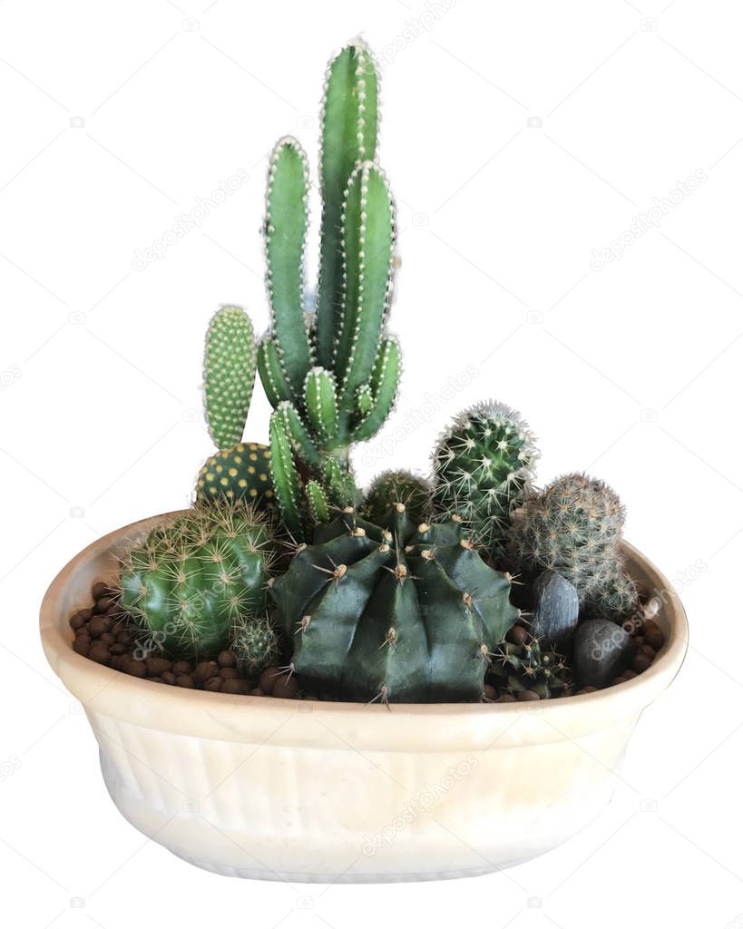 Group of cactus and succulent plant in white flower pot isolated