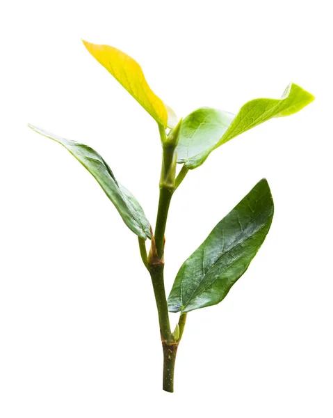 Brotos folhosos verdes, topo de folhas isoladas no fundo branco . — Fotografia de Stock