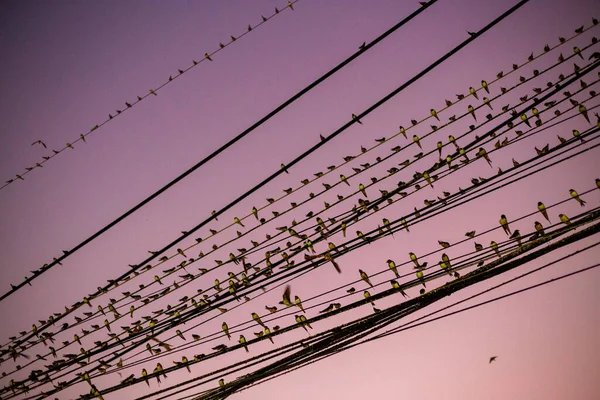 Viele Vögel Sitzen Bei Sonnenuntergang Auf Stromleitungen Krabi Thailand — Stockfoto