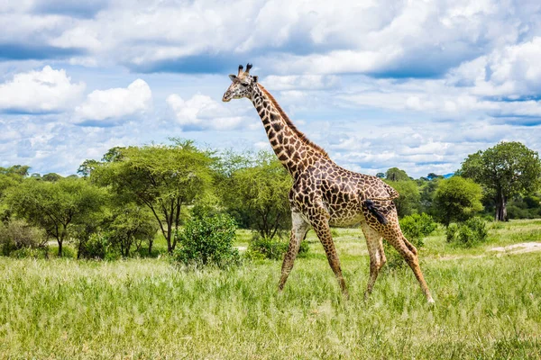 タンザニアのタランジェ国立公園の森を歩くキリン ロイヤリティフリーのストック画像