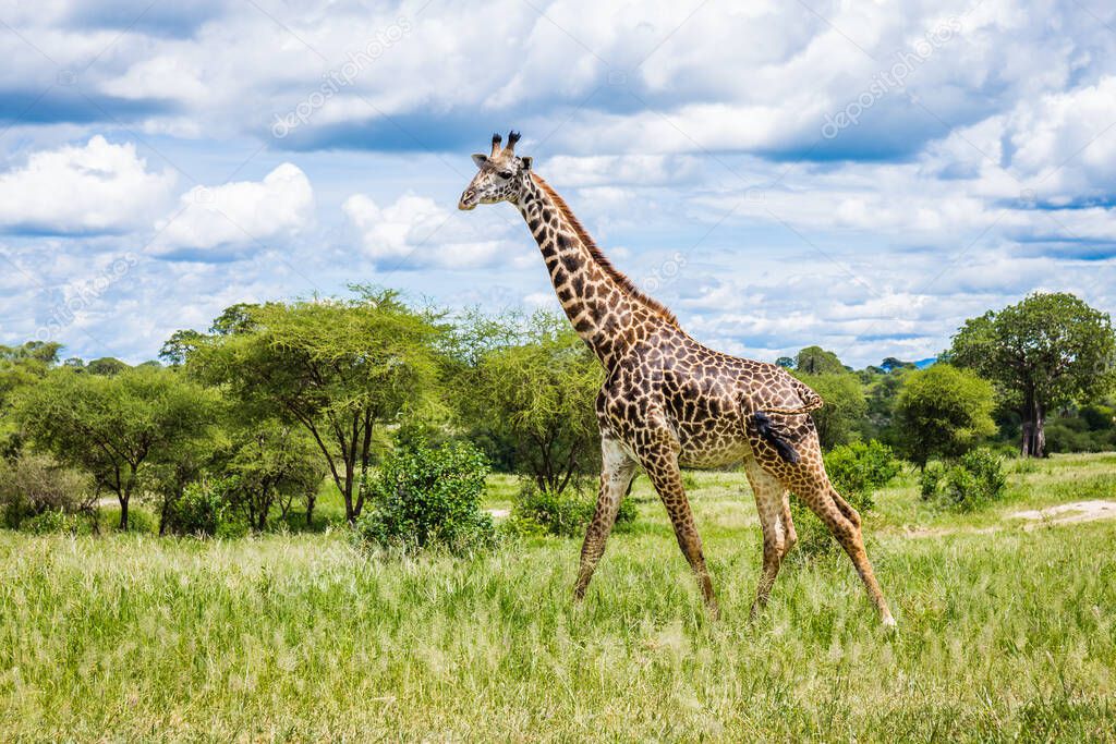 Giraffe walking in the forrests of Tarangire national park in Tanzania