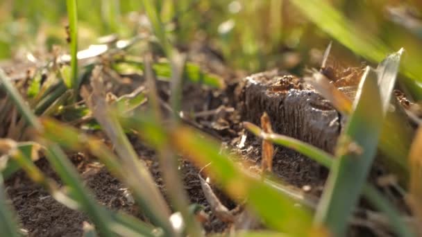 Viele Ameisen Bewegen Sich Auf Dem Boden Und Stumpf Draußen — Stockvideo