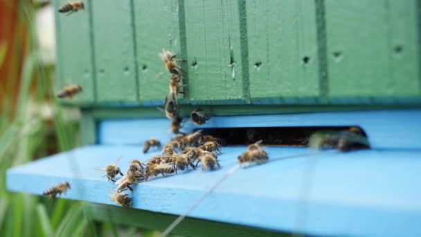 Pszczoły Lecące Przed Zieloną Pszczołą Skrzynką Ula Szczegółowo Slow Motion — Wideo stockowe