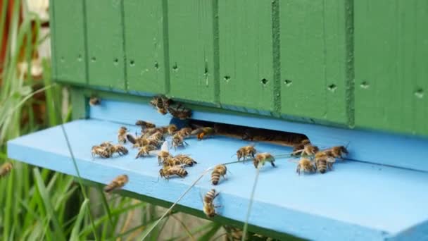 Méhek Repül Előtt Zöld Méhkas Doboz Részletesen Lassított Felvétel — Stock videók