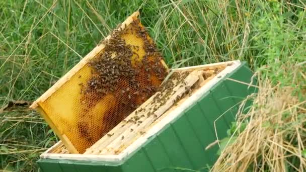 Pszczoły Lecące Przed Zieloną Pszczołą Skrzynką Ula Szczegółowo Slow Motion — Wideo stockowe
