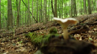 Ormandaki yosunlu bir kütükte hasarlı bir mantara odaklanıyorum.