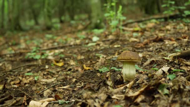 Recolha Cogumelo Forrest Com Uma Faca Leccinum Scabrum — Vídeo de Stock