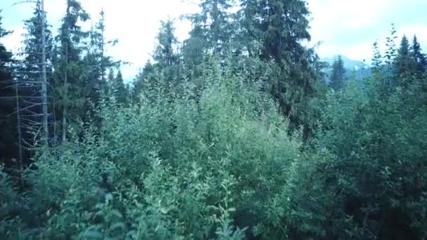Tatras Altos Florestas Revelam Tiro Drone — Vídeo de Stock