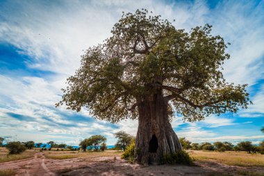 Safarinin ortasında delik olan kocaman bir Baobab ağacı.