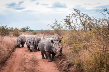 Safari yolunda duran gergedanlar