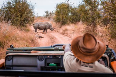 Cipteki Safari rehberi vahşi doğadaki Rhino 'yu işaret ediyor.