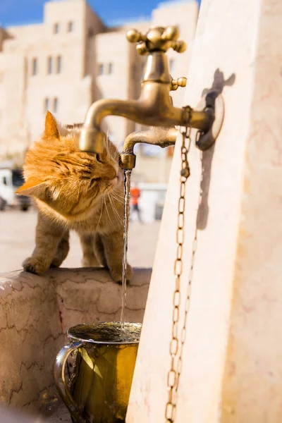 Cat drinking from golden faucet at Western Wall