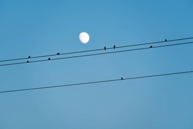 Kuşlar elektrik kabloları üzerinde dinleniyor