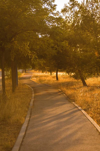 arka ışıklandırılmış kır yol ağaçları