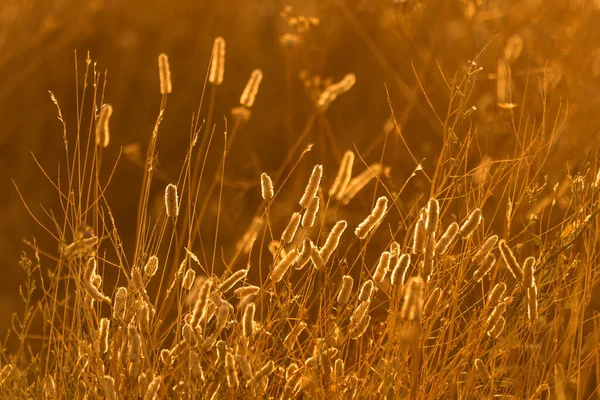 Hinterleuchtete Pflanzen Sommerfeld — Stockfoto