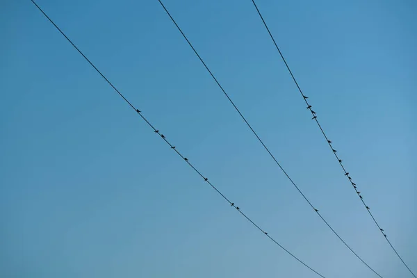 鳥は電気ケーブルの上で休んでいます — ストック写真