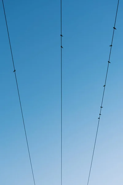 Kuşlar Elektrik Kabloları Üzerinde Dinleniyor — Stok fotoğraf