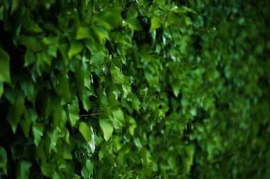 yeşil sarmaşık arka plan bahçe yaprakları