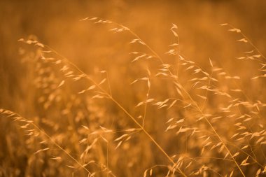 yaz tarlasında arka planda yanan bitkiler