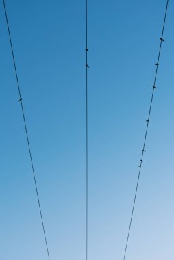 Kuşlar elektrik kabloları üzerinde dinleniyor