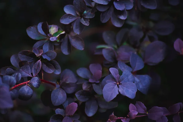 Telelenlerle mor bitkiler.