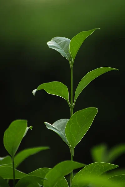 Kleine Plant Zwarte Achtergrond — Stockfoto