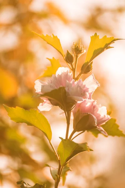 Pembe çiçekler yazın arka planda.