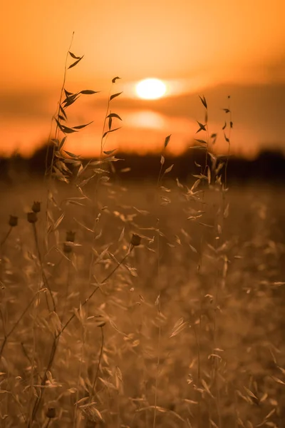 Sommerfeld Bei Sonnenuntergang Senkrecht — Stockfoto