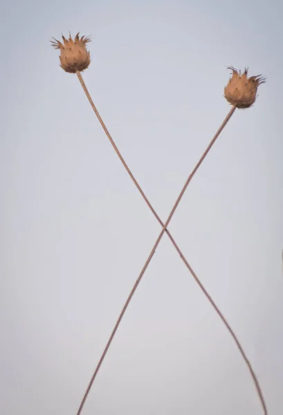 Yazın küçük ampul bitkileri 