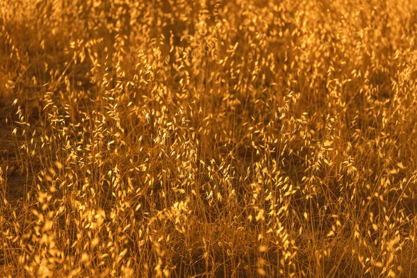 Hinterleuchtete Pflanzen Sommerfeld — Stockfoto