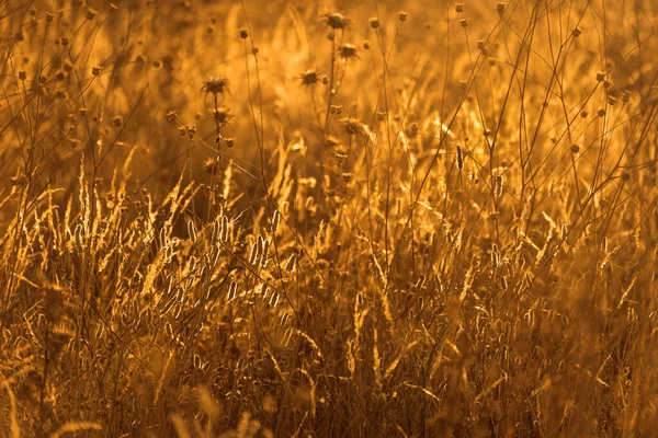 Подсветка Растений Летнем Поле — стоковое фото